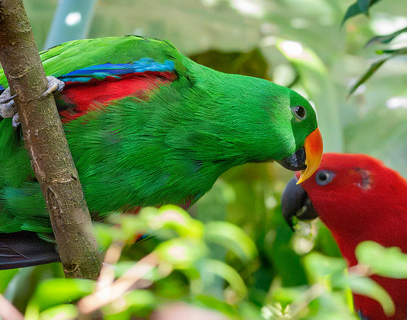 Eclectus parrot, male