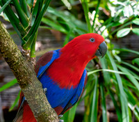 Eclectus parrot, female