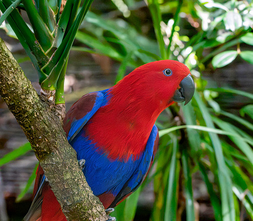 Eclectus parrot, female