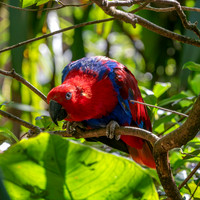 Eclectus parrot, female