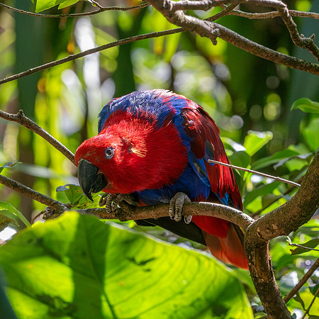 Eclectus parrot, female