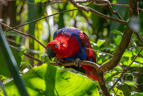 Eclectus parrot, female