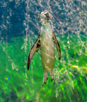 Fiordland penguin
