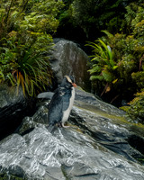 Fiordland penguin
