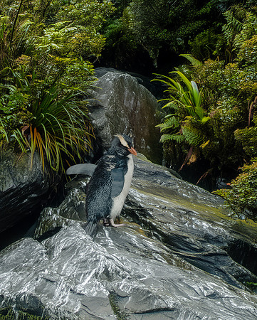 Fiordland penguin