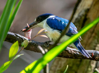 Forest kingfisher, female