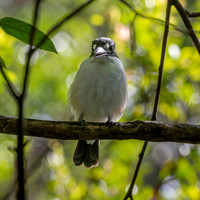 Forest kingfisher
