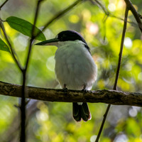 Forest kingfisher