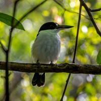 Forest kingfisher