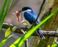 Forest kingfisher, female
