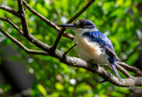 Forest kingfisher, female