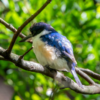 Forest kingfisher, female