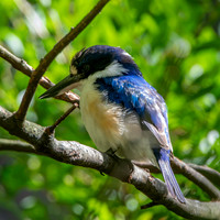 Forest kingfisher