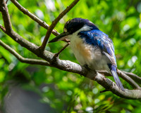 Forest kingfisher, female