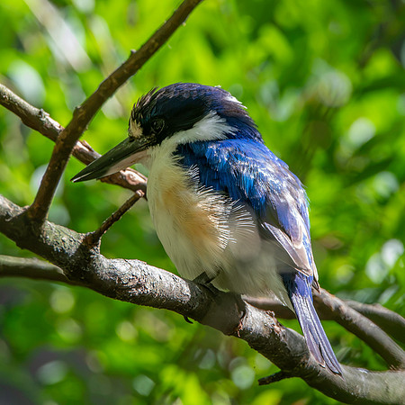 Forest kingfisher, female
