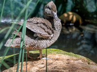 Freckled duck