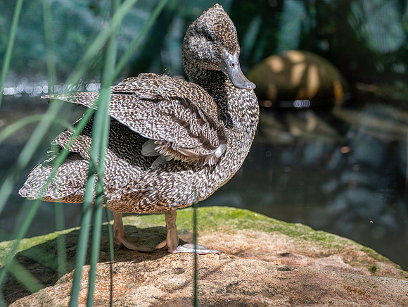 Freckled duck