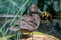 Freckled duck