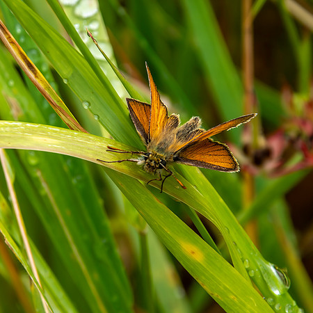 Essex skipper