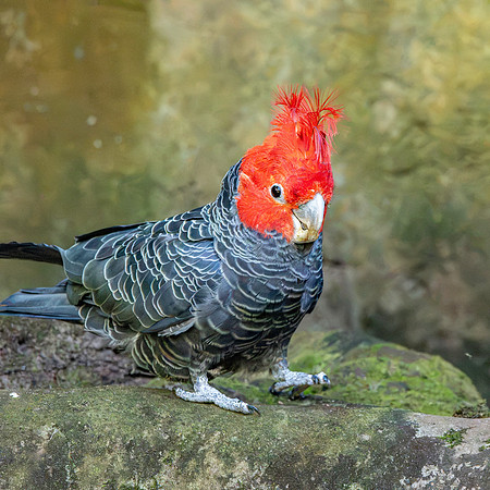 Gang gang cockatoo