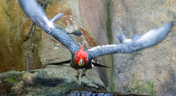 Gang gang cockatoo