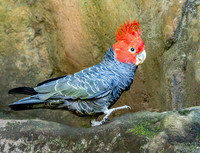 Gang gang cockatoo