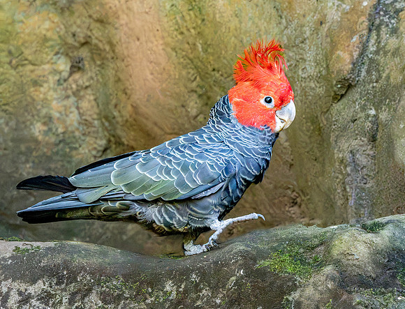 Gang gang cockatoo