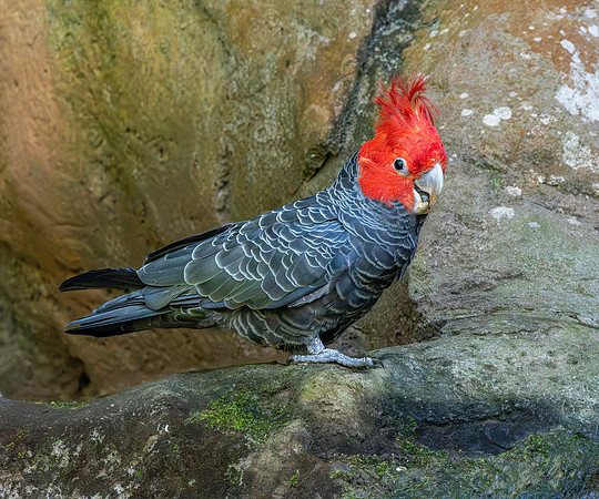 Gang gang cockatoo