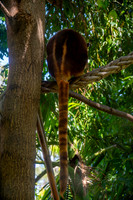 Goodfellow tree kangaroo