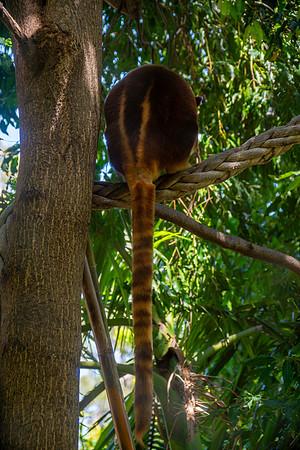 Goodfellow tree kangaroo