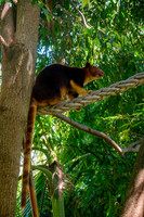 Goodfellow tree kangaroo