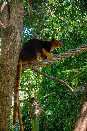 Goodfellow tree kangaroo