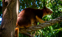 Goodfellow tree kangaroo