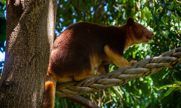 Goodfellow tree kangaroo