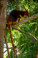 Goodfellow tree kangaroo