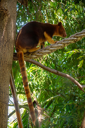 Goodfellow tree kangaroo