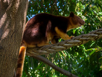 Goodfellow tree kangaroo