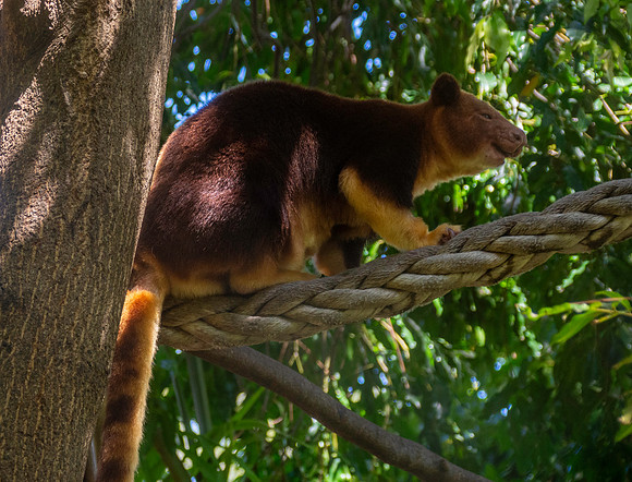 Goodfellow tree kangaroo