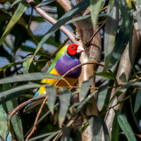 Gouldian finch