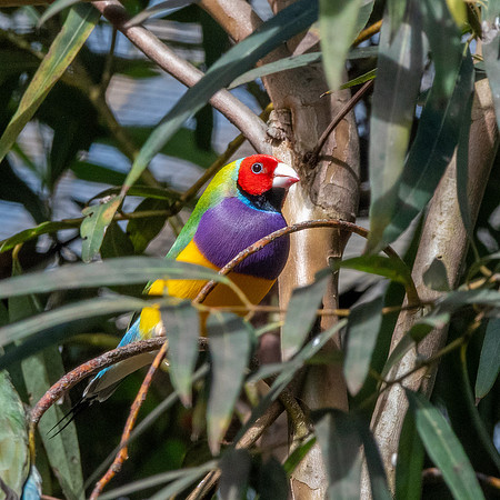 Gouldian finch