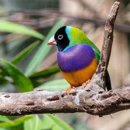 Gouldian finch