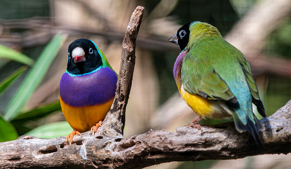 Gouldian finch