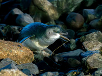 Little blue penguin