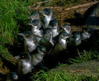 Little blue penguin
