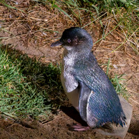 Little blue penguin