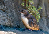 Little blue penguin