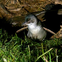 Little blue penguin