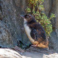 Little blue penguin