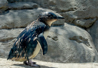 Little blue penguin