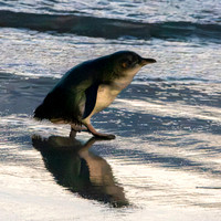 Little blue penguin